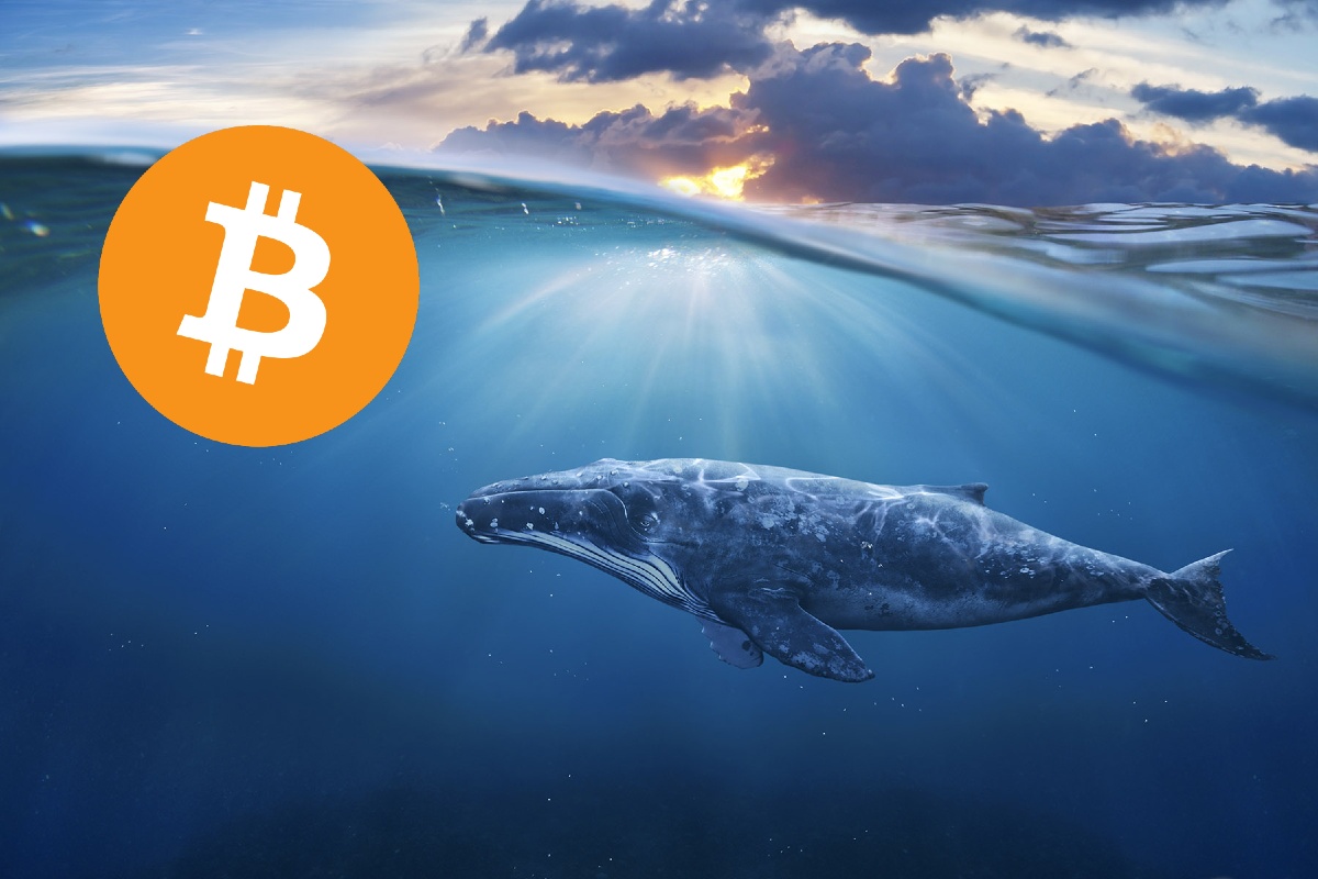 Bitcoin whales seem to accumulate their tokens, while BTC increases its correlation with the S&P 500