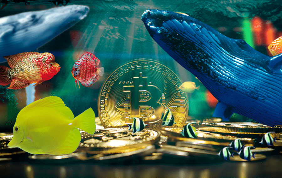 How does this April quarter start for Bitcoin whales?