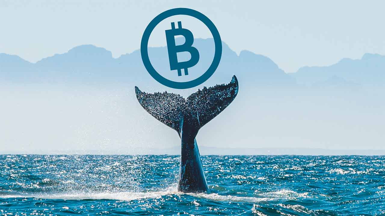 The first quarter of the year ends, what are Bitcoin whales doing as BTC rises?