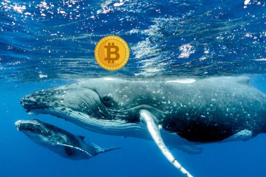 Bitcoin whales: reserves in exchanges reach lows while they take out millions in BTC
