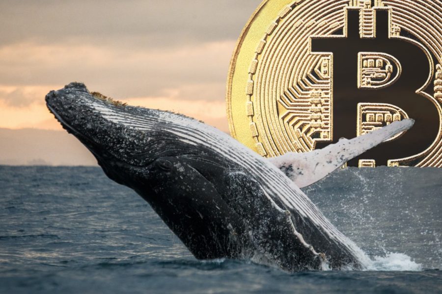 Bitcoin whales have decreased the accumulation since the beginning of February 2022. What influence does it have on the BTC market?