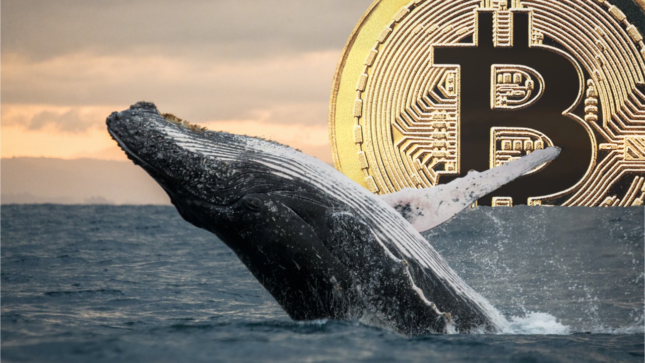 Bitcoin whales have decreased the accumulation since the beginning of February 2022. What influence does it have on the BTC market?