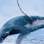 Bitcoin whales in a daily summary: 15,619 BTC mobilized, with a clear trend
