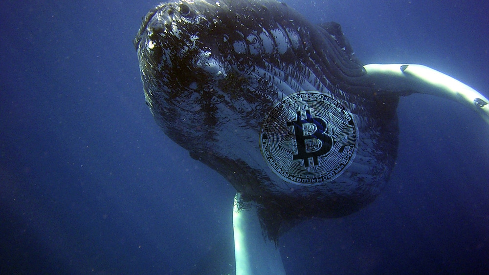 Bitcoin whales in a weekly roundup: how are they continuing February?